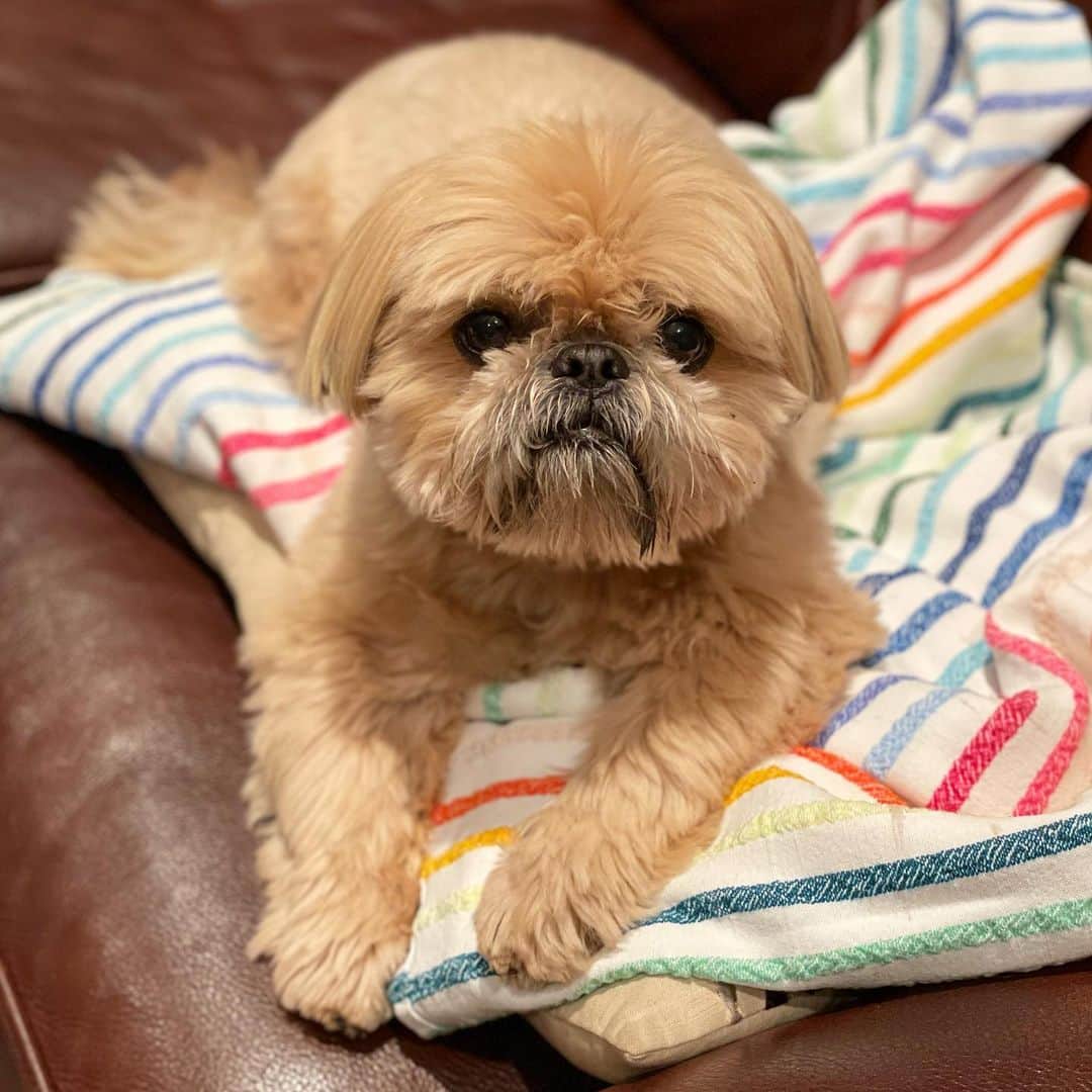 Dougie the Shih Tzuのインスタグラム：「🌈 🐶🌈」