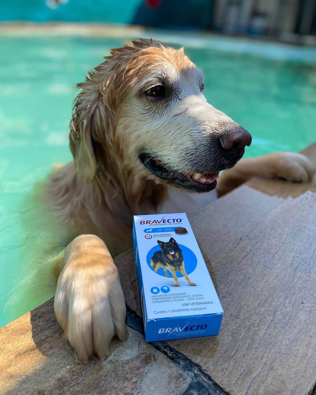 Bobのインスタグラム：「Vocês sabiam que no verão a quantidade de pulgas e carrapatos aumentam? Portanto é muito importante estar protegido o ano todo mas nessa época os cuidados devem ser redobrados e com Bravecto @msdfamiliapet a proteção é de 12 semanas com uma única dose! 👏🐾🐾  #msdfamiliapet #msdpetstar #bravecto  . #dogs #pets #petlovers #cuidados #saudeanimal #antipulgas #preventivo #antiparasitario #cuidadoscomseupet #12semanas」