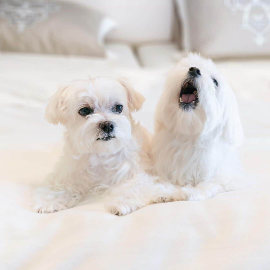 hi.arodのインスタグラム：「Do you think she realizes it’s Monday? 💁🏻‍♂️🥱  #yawningdog#yawn#sleepypuppy#sleepydog#dogyawn#doggosbeingdoggos#bigyawn#あくび#mood#mondaymood#mondaymonday#mondaycouple#sleepymonday#sleepydog#twodogs#twodogsarebetterthanone#indoordog#whitedogs#whitedogsofinstagram#whitedogo#doggolife#doggogram#cutedoggo#doggoofinstagram#fluffywhitedog#doublethecuteness#doublethefun#dogcouple#boyandgirl#maltese」