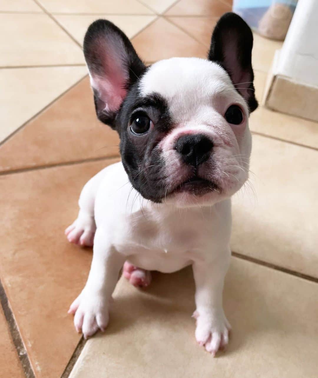 Regeneratti&Oliveira Kennelのインスタグラム：「Hello friends, Wish you all a great week ahead 😉 #frenchbulldog #frenchie」