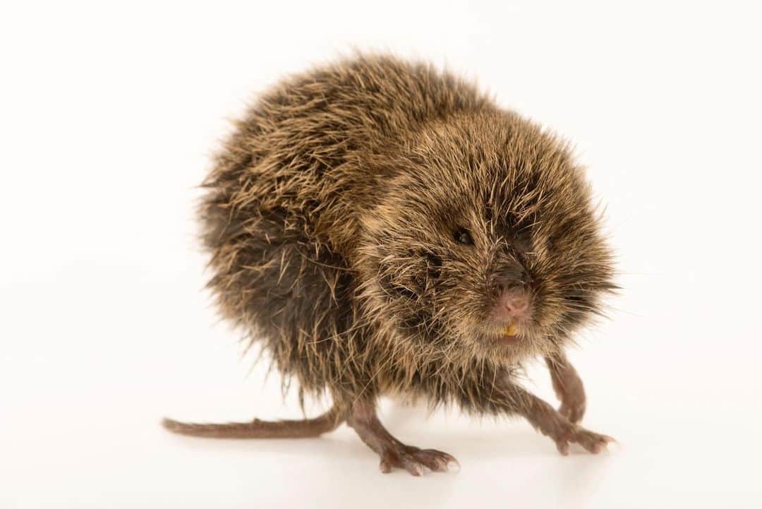 Joel Sartoreさんのインスタグラム写真 - (Joel SartoreInstagram)「You don’t need sound to know what this prairie vole is saying. While they can make noise, this species uses postures to communicate their feelings toward enemies and competitors. A vole like this one, with raised forefeet and its head extended forward, is communicating that a threat is near. Other postures are also exhibited by this species, which include a boxing stance, a lunge, chase, and retreat. Photo taken @cpbs_unl. #vole #prairie #posture #communication #threatened #PhotoArk #savetogether」2月2日 0時26分 - joelsartore