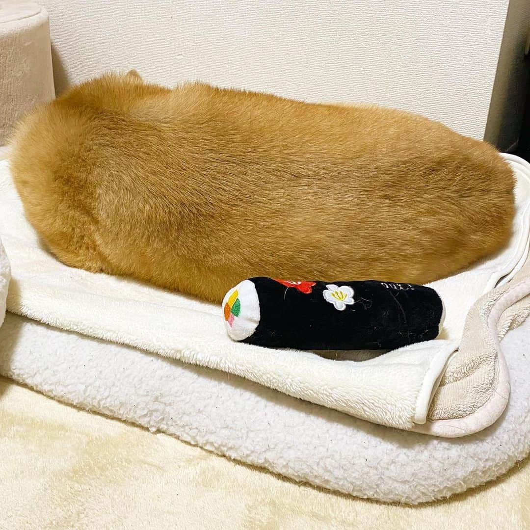 まる（まるたろう）さんのインスタグラム写真 - (まる（まるたろう）Instagram)「Good night!✨🐶💤✨あれ？今年の節分はおいなりさん食べるんだっけ？ #じゃねーわ #今年ものりまきだろ #おいなりさんだと手がベタベタしちゃうし #そもそもまるはおいなりさんじゃない #食べれません」2月2日 0時26分 - marutaro