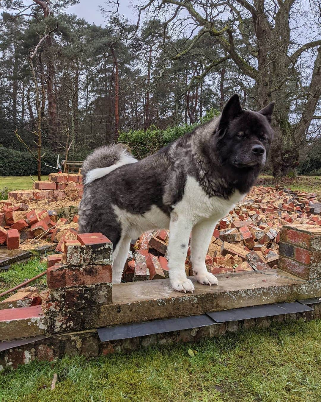 ヘンリー・カヴィルさんのインスタグラム写真 - (ヘンリー・カヴィルInstagram)「The mighty Kal #AmericanAkita #YepThatWasAWall」2月2日 0時27分 - henrycavill