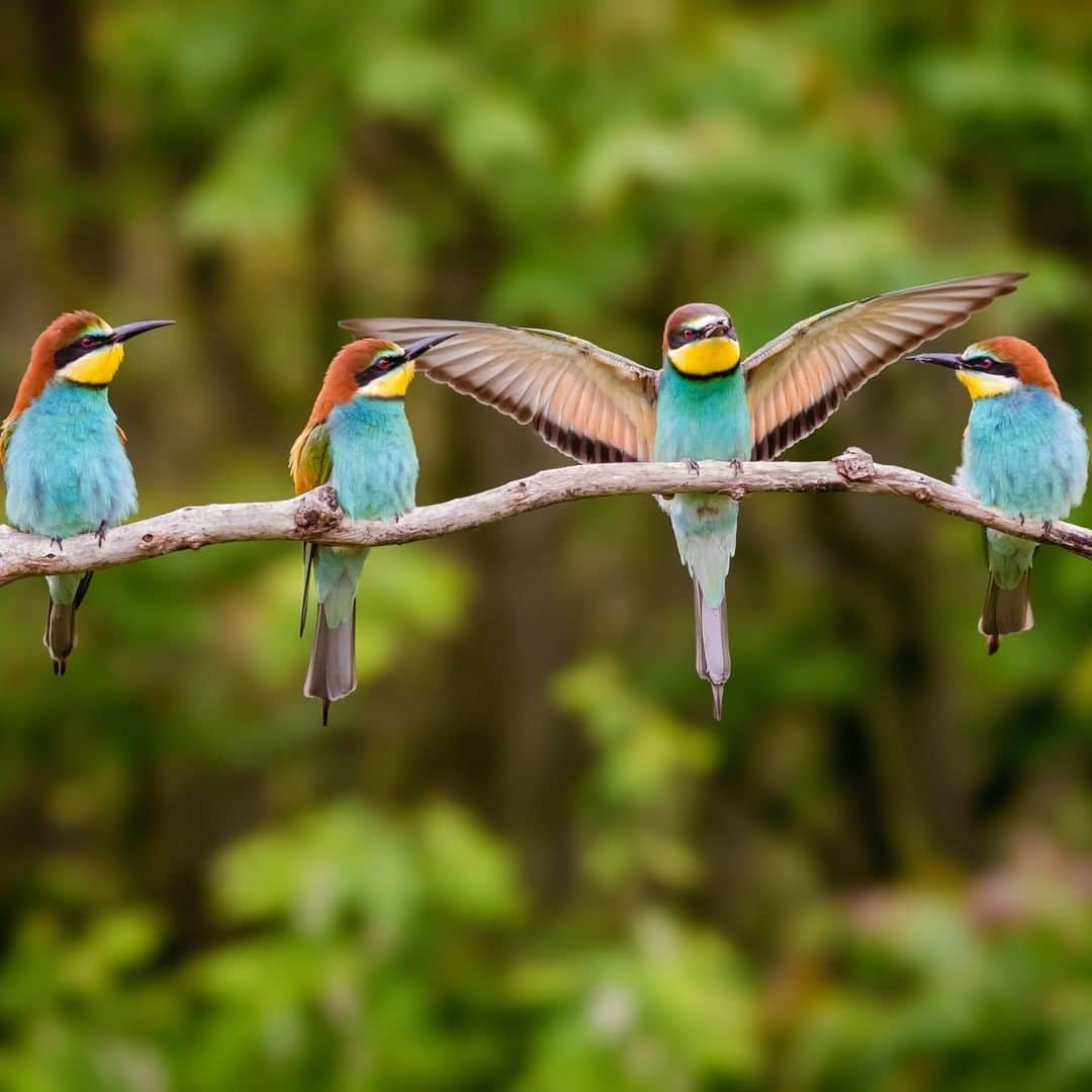 Discoveryさんのインスタグラム写真 - (DiscoveryInstagram)「European bee-eaters are known for their colorful plumage.  Credit: Péter Hegedűs  #naturephotography #wildlife #birds #birdsofinstagram #colorful」2月2日 0時30分 - discovery