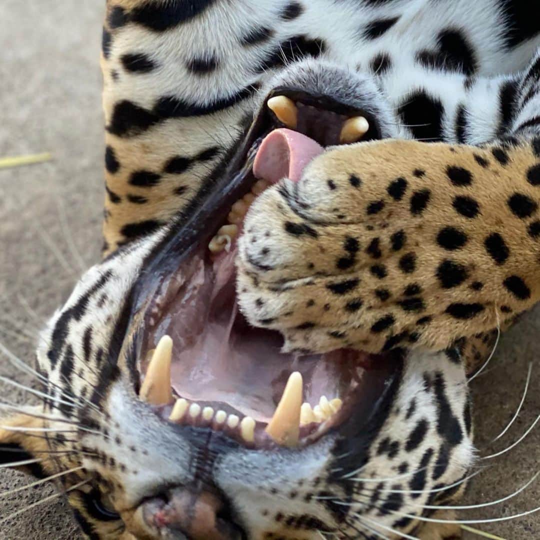 Black Jaguar-White Tiger さんのインスタグラム写真 - (Black Jaguar-White Tiger Instagram)「In the Animal world, I think that Beauty equals craziness. Look how breathtaking Jade is, but trust me, she’s unapproachable right now hahha  #LasComadresBJWT」2月2日 0時59分 - blackjaguarwhitetiger