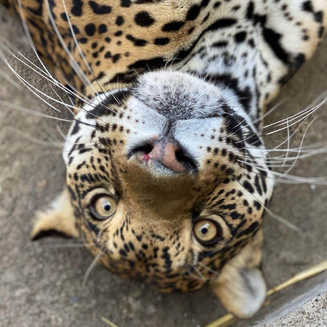 Black Jaguar-White Tiger さんのインスタグラム写真 - (Black Jaguar-White Tiger Instagram)「In the Animal world, I think that Beauty equals craziness. Look how breathtaking Jade is, but trust me, she’s unapproachable right now hahha  #LasComadresBJWT」2月2日 0時59分 - blackjaguarwhitetiger