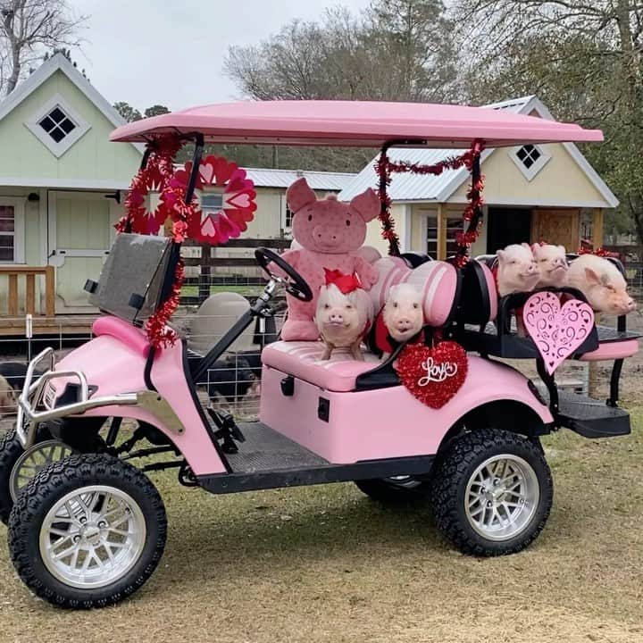 Priscilla and Poppletonのインスタグラム：「Happy February! Love is in the air and we are spreading it around the farm. We took our buddy Cupig to meet our rescued piglet friends who will be celebrating their first Valenswine’s Day on the farm this year. Aren’t they the cutest? You can see more of them over @prissyandpops_helpinghooves and even pick one to be your Valenswine.🐷❤️💗#PoseyandPink #PiggyPenn #Cupig #ValenswinesDay #PrissyandPop」