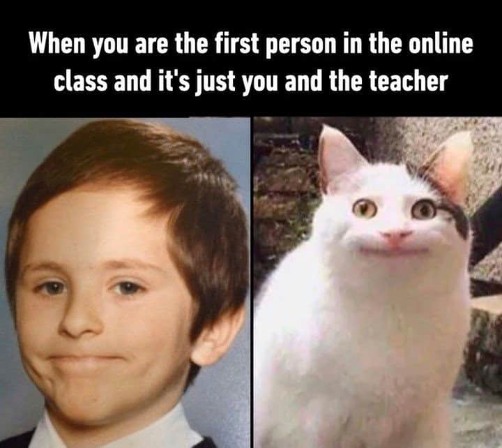 9GAGさんのインスタグラム写真 - (9GAGInstagram)「🙂 @polite_cat_olli_official - #onlineclass #memes #9gag」2月2日 7時00分 - 9gag