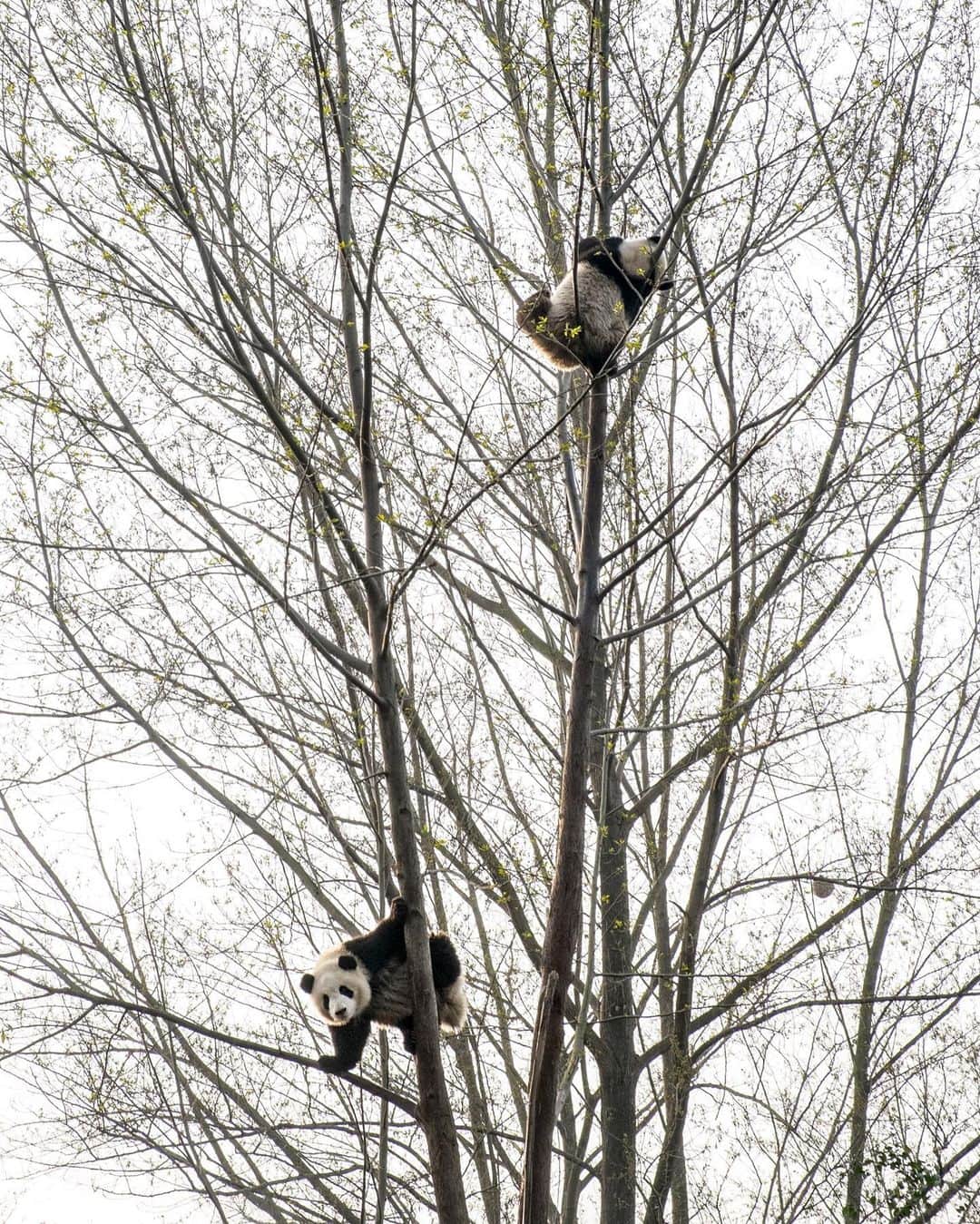 National Geographic Travelさんのインスタグラム写真 - (National Geographic TravelInstagram)「Photos by @francescolastrucci / A young giant panda climbs a tree and an adult giant panda placidly eats bamboo. The Chengdu Research Base of Giant Panda Breeding in Sichuan, China, opened in 1987 as an open-air sanctuary for rescued wild pandas. It has become a major research, conservation, and education center and a successful breeding project for this endangered species.  Follow me @francescolastrucci for more places, daily life, and stories around the world. #sichuan #china #conservation #giantpanda」2月2日 1時45分 - natgeotravel