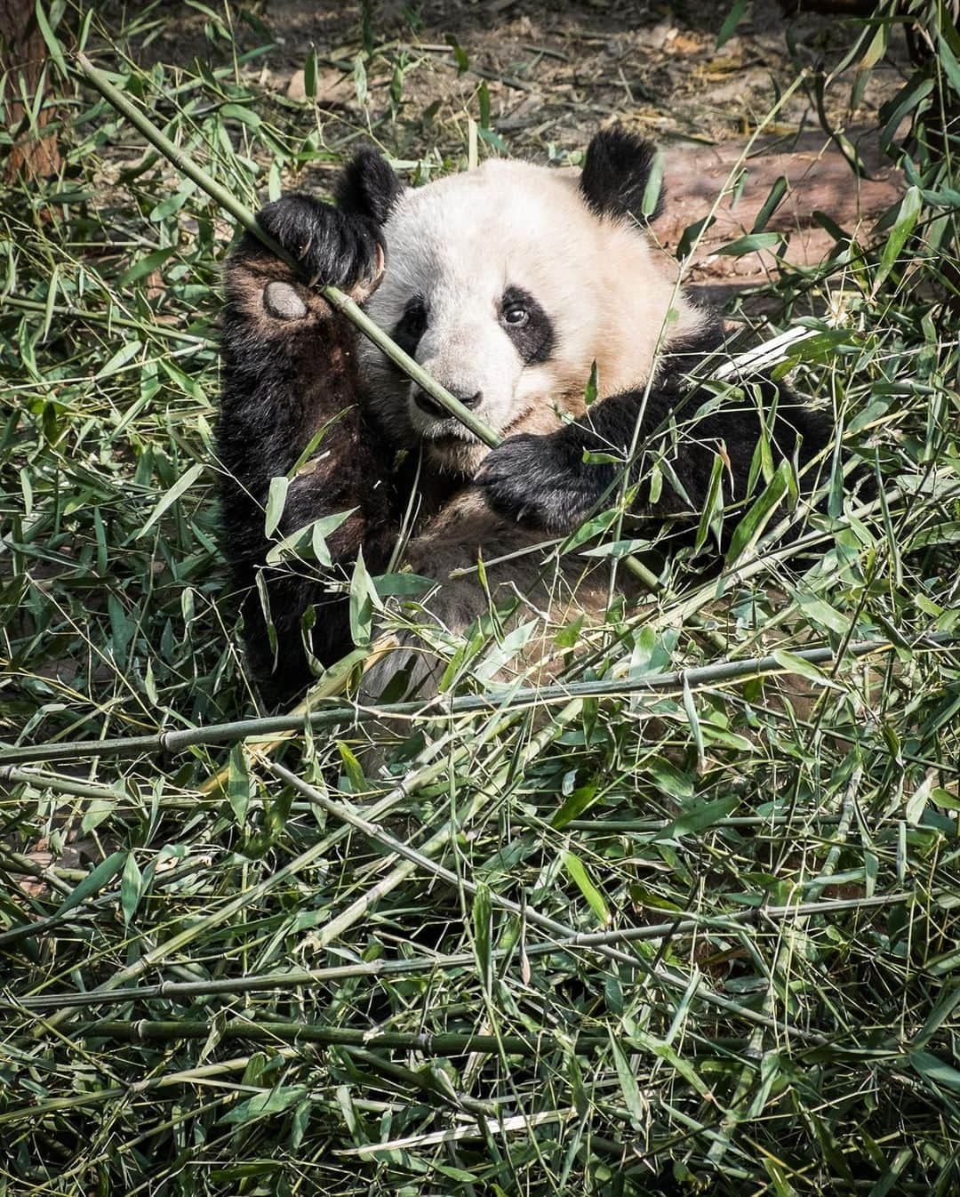 National Geographic Travelさんのインスタグラム写真 - (National Geographic TravelInstagram)「Photos by @francescolastrucci / A young giant panda climbs a tree and an adult giant panda placidly eats bamboo. The Chengdu Research Base of Giant Panda Breeding in Sichuan, China, opened in 1987 as an open-air sanctuary for rescued wild pandas. It has become a major research, conservation, and education center and a successful breeding project for this endangered species.  Follow me @francescolastrucci for more places, daily life, and stories around the world. #sichuan #china #conservation #giantpanda」2月2日 1時45分 - natgeotravel