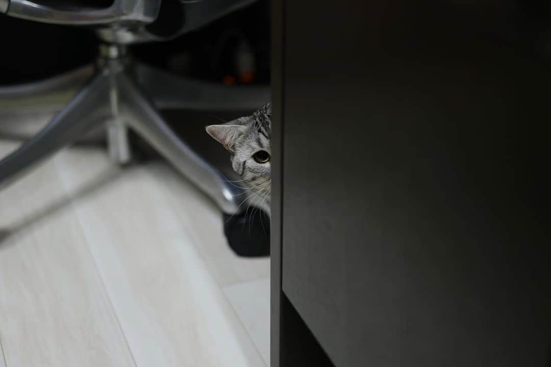 ケイン・デニスさんのインスタグラム写真 - (ケイン・デニスInstagram)「#猫  今一歳半。飼いはじめた頃に比べると大きくなったし、少し良い子になった。でもまだまだ子供感が抜けなくて、撫でろ撫でろくるし、そんな状態にこっちが毎日癒されてる😌  ハッシュタグ #目がまぶしくて縦になるとこちらがびびります  #マンチカン　#ねこぐらむ　#子猫 #子猫のいる生活　#catstagram」2月2日 2時20分 - japan_kanedennis