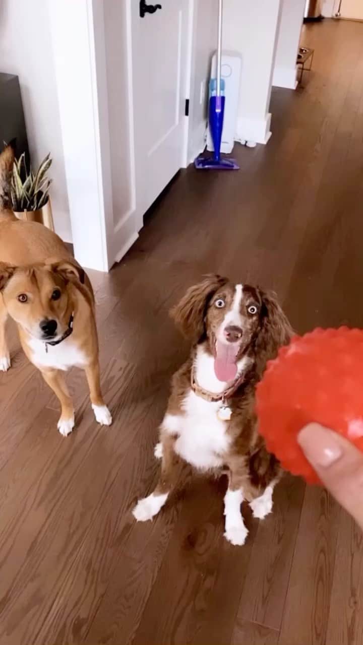 ダニエル・クヌッドソンのインスタグラム：「Update on our foster pup Jojo 🐶 This blue eyed beauty — 1 year old Aussiedoodle. She is doing amazing! Loves to play fetch and is a fast learner... she’s also learning so much from our boy Benny (It's the cutest thing to see her mimic him)  She hasn't had any accidents in a week and always lets us know when she needs out for a potty. She still is a little timid at times and gets scared of loud noises. We have been working on leash training by using a harness and every day she is getting better and better!   She loves pets behind her ears and loves snuggles!  We have had a few inquiry's but want to make sure she goes to a home that can continue to be patient, work with her and gain her trust :) She would do best in a home with other dogs as she feels most confident when there's another dog around. If you or anyone you know wants to adopt and give Jojo a FuREVER home please DM me and let us know 🥰🙏🏼🐾」