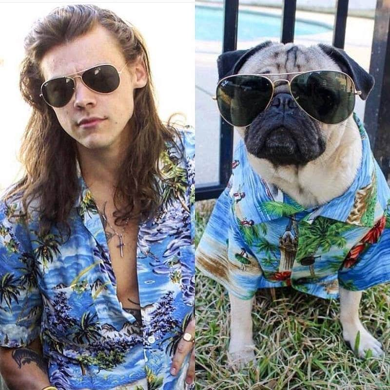 itsdougthepugさんのインスタグラム写真 - (itsdougthepugInstagram)「“We’ve never met but I know we’d be best friends” -Doug • Happy Birtnday @harrystyles!!」2月2日 2時35分 - itsdougthepug