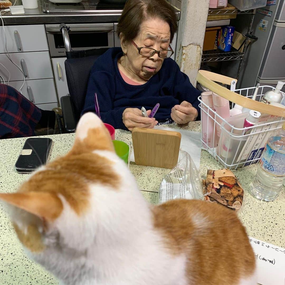 Kachimo Yoshimatsuさんのインスタグラム写真 - (Kachimo YoshimatsuInstagram)「バーバさんは爪切り中。 ちゃんと見守ってますよ。 #うちの猫ら #oinari #バーバ #バーバと猫 #猫 #ねこ #cat #ネコ #catstagram #ネコ部 http://kachimo.exblog.jp」2月2日 2時52分 - kachimo