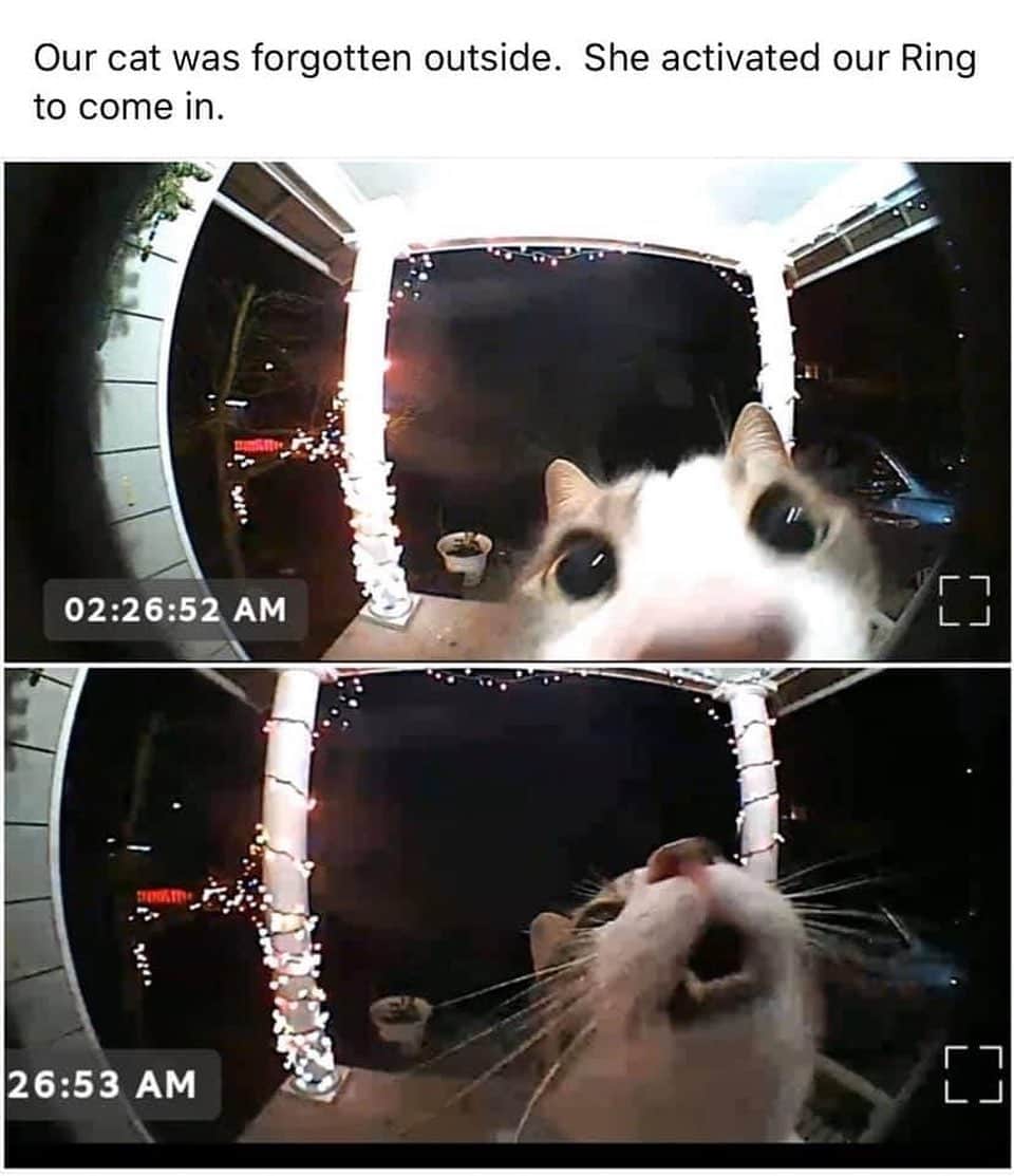 The Cats Of Instagramのインスタグラム：「LET ME IN (Credit: Unknown)」