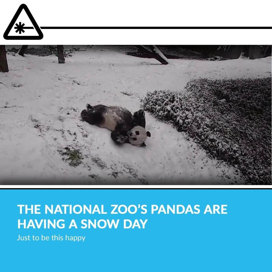 クリス・ハードウィックさんのインスタグラム写真 - (クリス・ハードウィックInstagram)「The Smithsonian’s National Zoo & Conservation Biology Institute has shared a truly delightful video of its giant pandas frolicking in the snow.⁠ link in bio」2月2日 3時02分 - nerdist