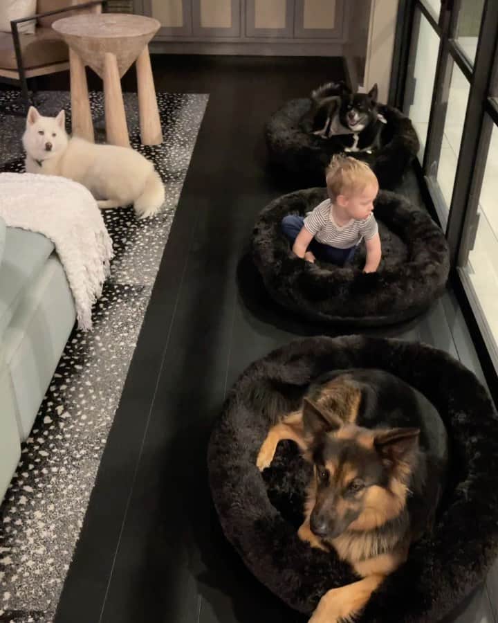 ジェンソン・バトンのインスタグラム：「3 dogs and a baby! 😍#Hendrix #Bentley #Storm #Rogue」