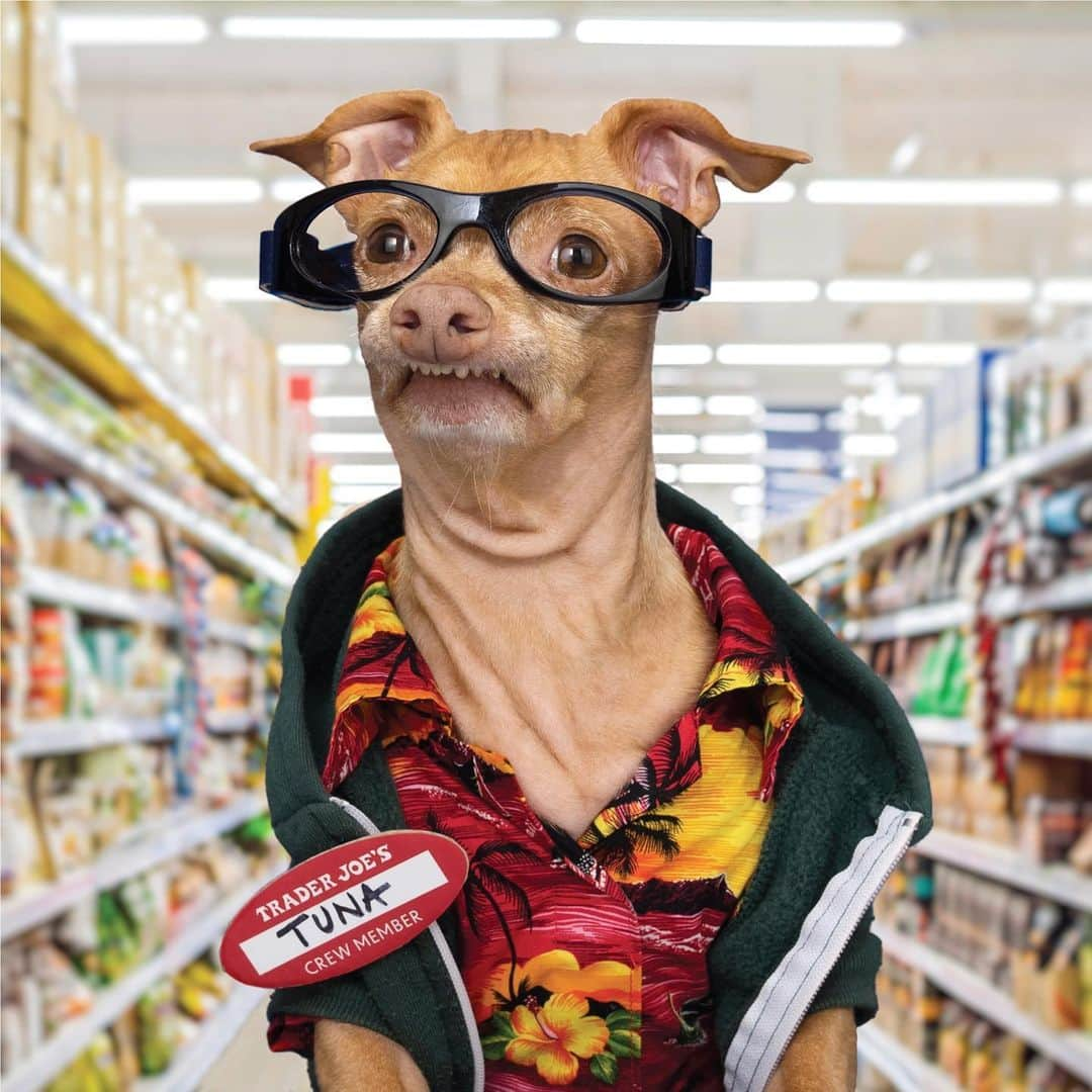 Tuna {breed:chiweenie} さんのインスタグラム写真 - (Tuna {breed:chiweenie} Instagram)「If someone you love LOVES Tuna in oversized glasses and a Hawaiian shirt, or loves Trader Joe’s in general, Tuna’s 2021 calendar will make the perfect Valentine’s Day gift! I’ve reduced the price and they include his pawdograph. Sadly we sold out of his plush, and we don’t plan to get them back in stock at this time, BUT we still have these hilarious calendars which honour essential/key workers! They are guaranteed to bring joy and laughter! Be sure to check them out in the link in Tuna’s bio or click on the photo.」2月2日 3時44分 - tunameltsmyheart