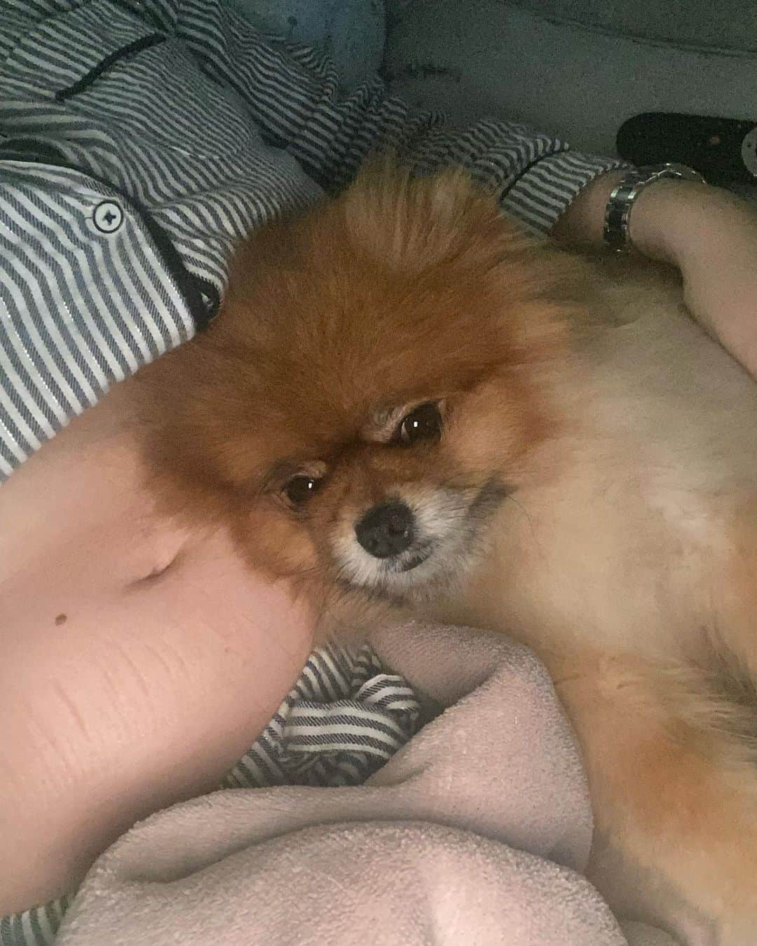 ジョージア・コウソウロウのインスタグラム：「There bonding 🥺  People keep saying “monkey is gonna be left out etc” & that makes me so sad .. he is my fur baby & im gonna make sure they are friends , & I’m gonna make sure monkey doesn’t feel pushed out .. monkey is so loved & that will never change . I hope they are best friends forever ❤️ Any tips to ease monkey into it?」