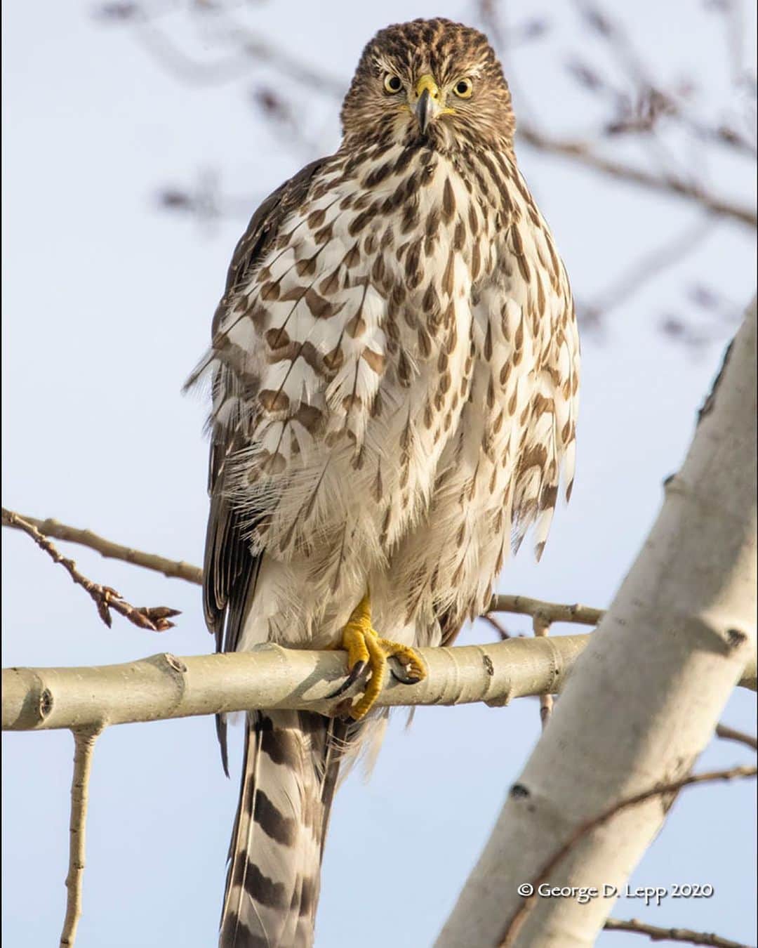 CANON USAさんのインスタグラム写真 - (CANON USAInstagram)「#BehindTheShot with #CanonExplorerOfLight @georgelepp "A juvenile Cooper’s hawk had its eye on me and appeared to be saying, 'You lookin' at me?'  I noticed this beautiful young raptor as it perched in an aspen tree in my back yard; it seemed to be daring me to take its portrait. Because we live adjacent to a natural area, I keep a Canon EOS R5 with an RF100-500mm F/4.5-7.1L and RF2x Extender (1000mm at max zoom) at the ready to photograph wildlife visitors. A variety of raptors occasionally hang out near the bird feeders, but typically they leave when they see me watching them. On this day, I very quietly opened the door, took a step outside, and fired off a number of frames before the hawk took off; the bird seemed to be as focused on me as I was on it."  📸 #Canon EOS R5 Lens: RF100-500mm F4.5-7.1 L IS USM with Extender RF2x」2月2日 4時32分 - canonusa