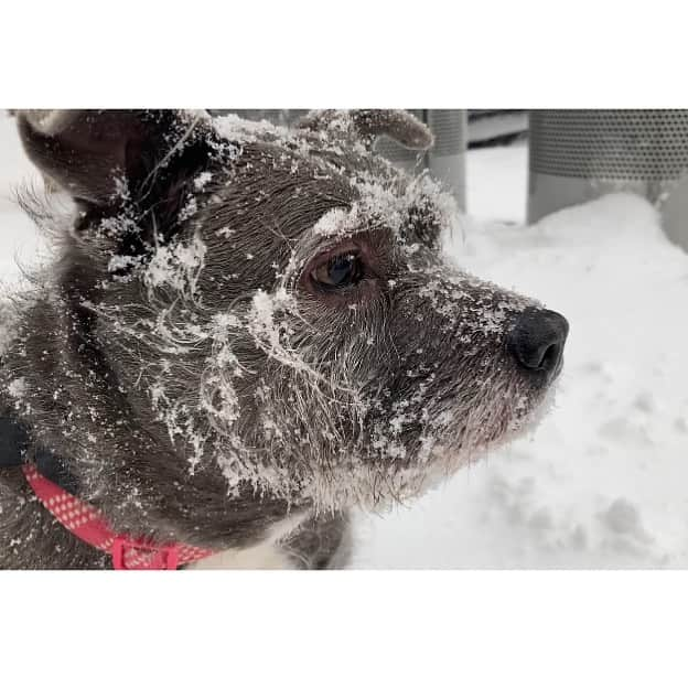 ズザンナ・シャコフスキーさんのインスタグラム写真 - (ズザンナ・シャコフスキーInstagram)「Intrepid snow-loving pup. @thecindydoggy ‘s favorite weather #snowdog #dogsofbrooklyn」2月2日 4時50分 - zuzannawanda