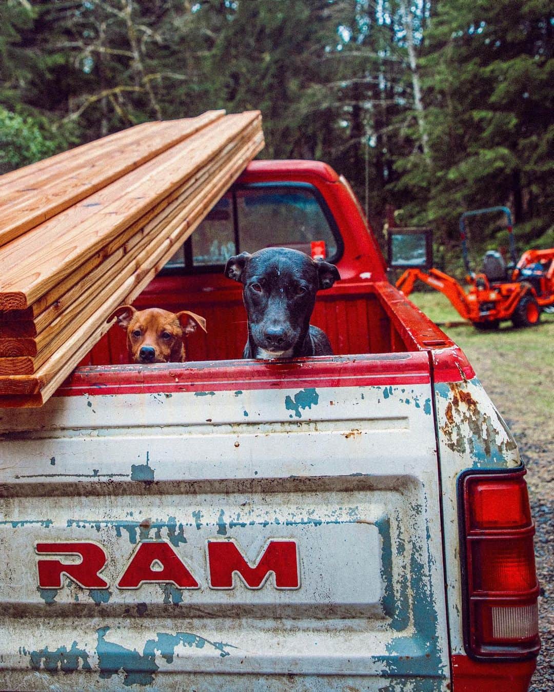 サラ・ジーン・アンダーウッドさんのインスタグラム写真 - (サラ・ジーン・アンダーウッドInstagram)「“Reporting for cabin building duty mom!” . ...and no we absolutely don’t drive with them in the back of the truck. . #adoptdontshop #dogsofinstagram #pnw #pnwonderland #wildernessculture #diy #cabin」2月2日 4時46分 - saraunderwood