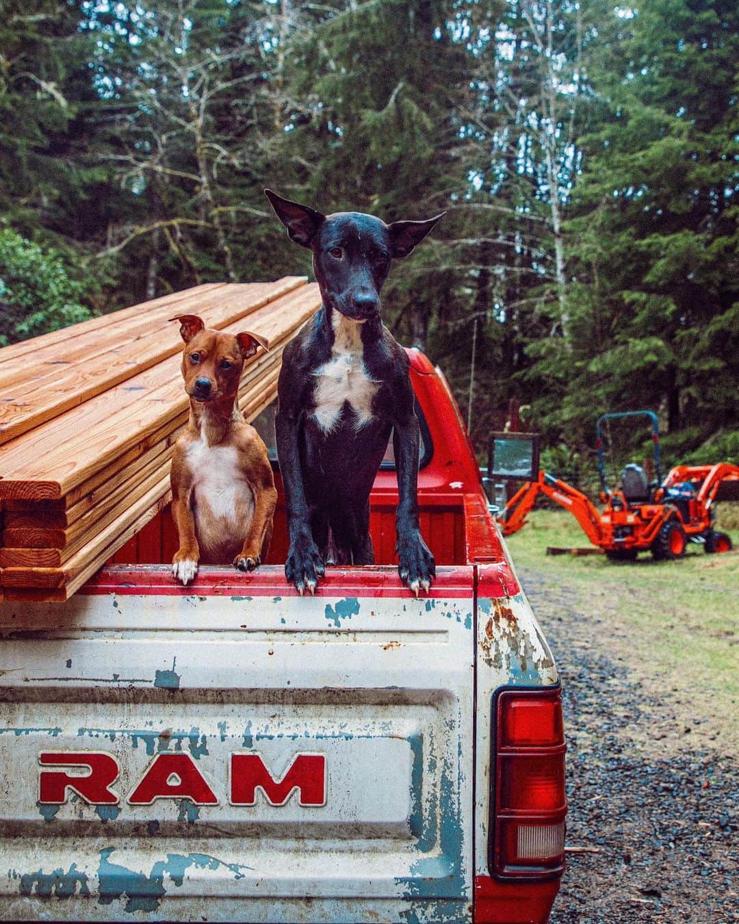 サラ・ジーン・アンダーウッドさんのインスタグラム写真 - (サラ・ジーン・アンダーウッドInstagram)「“Reporting for cabin building duty mom!” . ...and no we absolutely don’t drive with them in the back of the truck. . #adoptdontshop #dogsofinstagram #pnw #pnwonderland #wildernessculture #diy #cabin」2月2日 4時46分 - saraunderwood