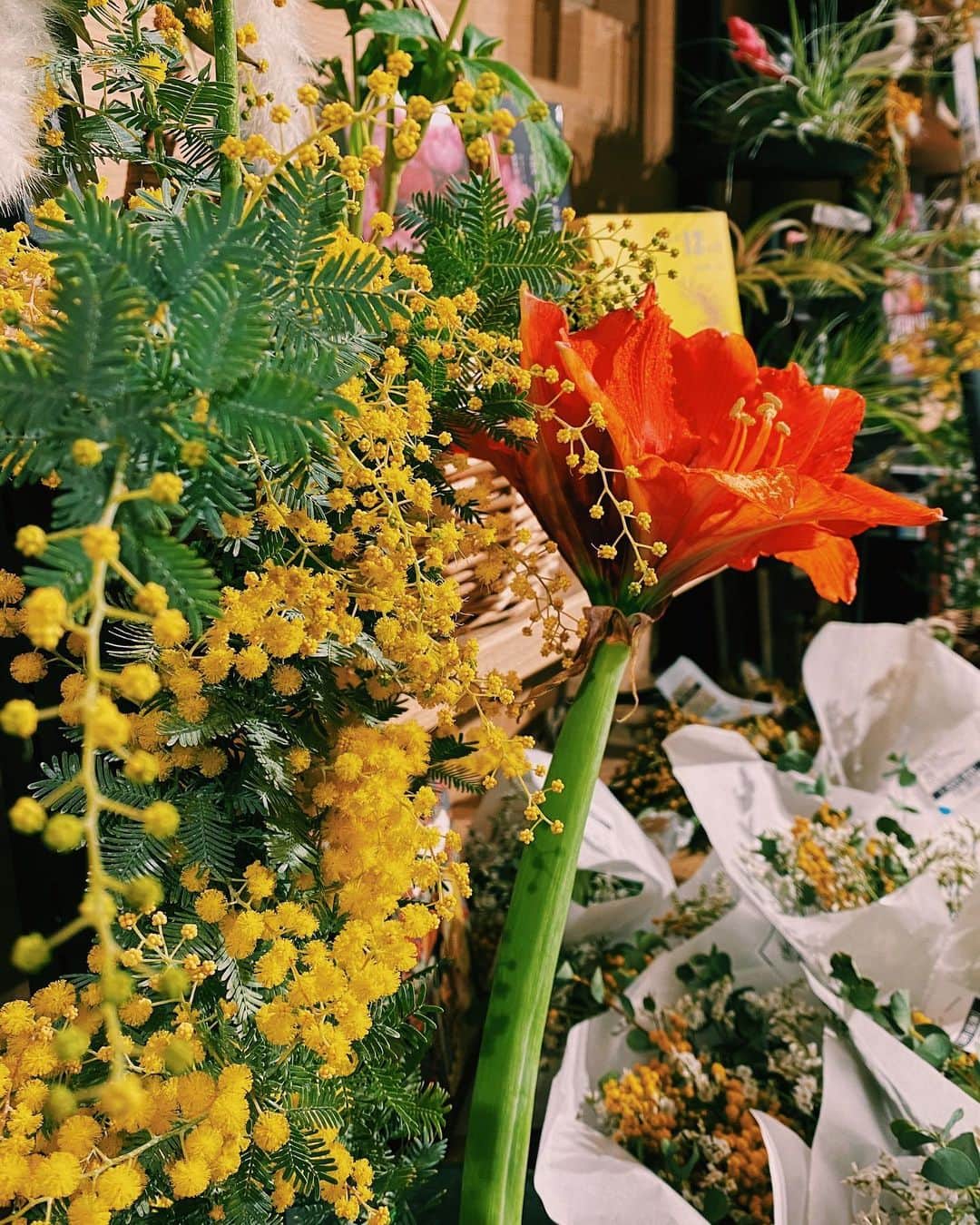 柏の葉 T-SITEさんのインスタグラム写真 - (柏の葉 T-SITEInstagram)「【PICK UP】﻿ 『今週のdecora便🌿 #24』﻿ ﻿ 〈ジャンル〉食・暮らし﻿ 〈場所〉1F 暮らし﻿ ﻿ こんにちは。﻿ フラワーショップ デコラ @decoradecora さんから﻿ 届いたお花をご紹介するこちらのコーナー。﻿ ﻿ 今週は #ミモザ が満載です✨✨﻿ 新しくスワッグや大きめのリースが仲間入り。﻿ #鉢物 のミモザも入荷しました。﻿ 枝先にまるくて黄色い花がふわふわ揺れていて、﻿ 気持ちも明るくなりそうです。﻿  ﻿ また鉢物では #ユーカリ #パンジー がおすすめです。﻿ パンジーは花びらがフリルになっていて、﻿ お色も #アンティークカラー なので﻿ シックなお庭づくりには欠かせない存在です。﻿ ユーカリは成長したら枝をドライでも楽しめます👀﻿ ﻿ ーーーーーーーーーーーーーーーーーーーーー﻿ 外はまだまだ寒い毎日が続きますが、﻿ グリーンで一足早い春を楽しんでみませんか？﻿ ﻿ #柏の葉tsite #tsite #柏の葉蔦屋書店 #蔦屋書店 #おうちガーデン #decora #お花のある暮らし #フラワーショップ #フラワーギフト #春のインテリア #球根 #ヒヤシンス #ミモザのリース #ミモザ #ドライフラワー」2月2日 14時38分 - kashiwanohatsite