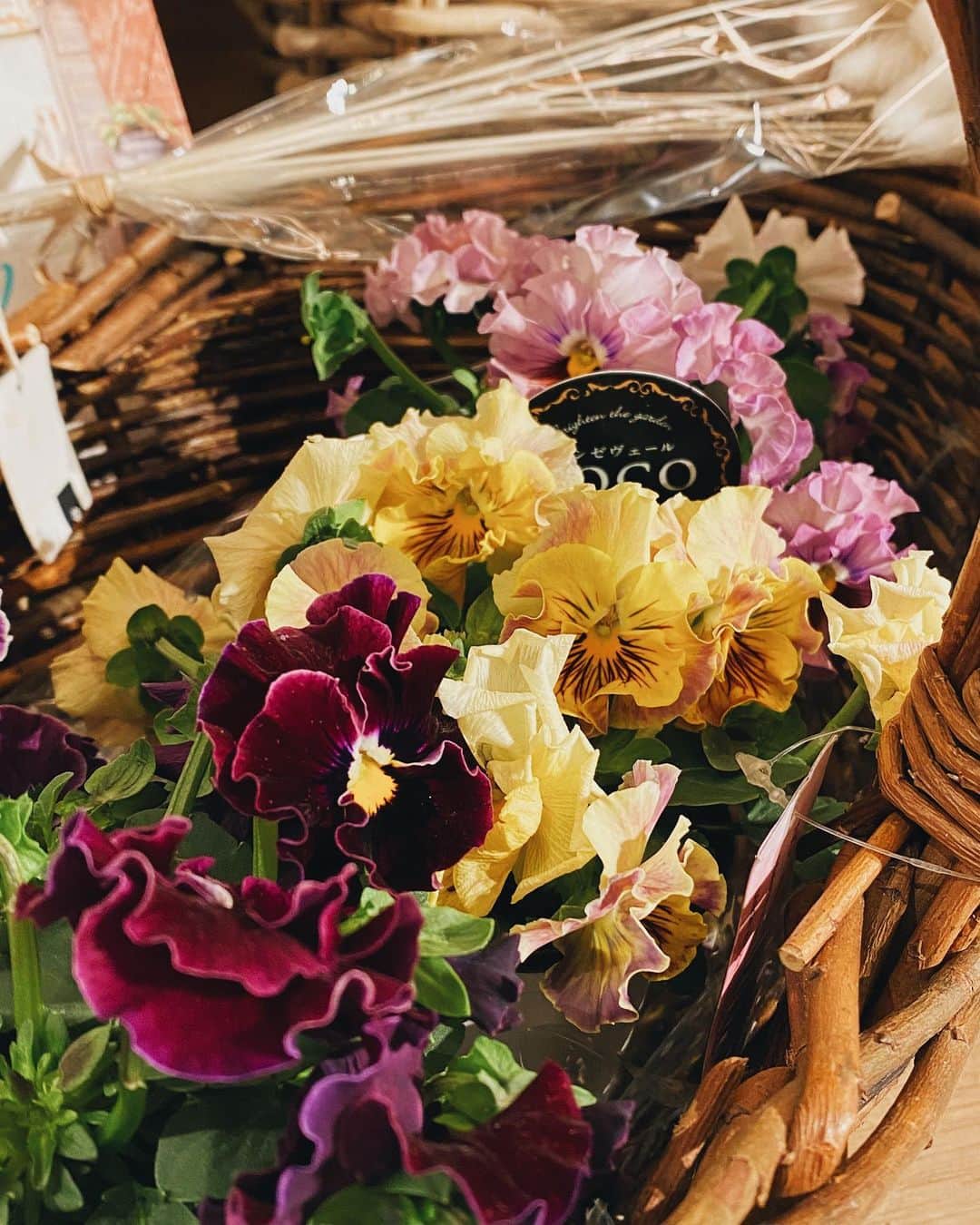 柏の葉 T-SITEさんのインスタグラム写真 - (柏の葉 T-SITEInstagram)「【PICK UP】﻿ 『今週のdecora便🌿 #24』﻿ ﻿ 〈ジャンル〉食・暮らし﻿ 〈場所〉1F 暮らし﻿ ﻿ こんにちは。﻿ フラワーショップ デコラ @decoradecora さんから﻿ 届いたお花をご紹介するこちらのコーナー。﻿ ﻿ 今週は #ミモザ が満載です✨✨﻿ 新しくスワッグや大きめのリースが仲間入り。﻿ #鉢物 のミモザも入荷しました。﻿ 枝先にまるくて黄色い花がふわふわ揺れていて、﻿ 気持ちも明るくなりそうです。﻿  ﻿ また鉢物では #ユーカリ #パンジー がおすすめです。﻿ パンジーは花びらがフリルになっていて、﻿ お色も #アンティークカラー なので﻿ シックなお庭づくりには欠かせない存在です。﻿ ユーカリは成長したら枝をドライでも楽しめます👀﻿ ﻿ ーーーーーーーーーーーーーーーーーーーーー﻿ 外はまだまだ寒い毎日が続きますが、﻿ グリーンで一足早い春を楽しんでみませんか？﻿ ﻿ #柏の葉tsite #tsite #柏の葉蔦屋書店 #蔦屋書店 #おうちガーデン #decora #お花のある暮らし #フラワーショップ #フラワーギフト #春のインテリア #球根 #ヒヤシンス #ミモザのリース #ミモザ #ドライフラワー」2月2日 14時38分 - kashiwanohatsite