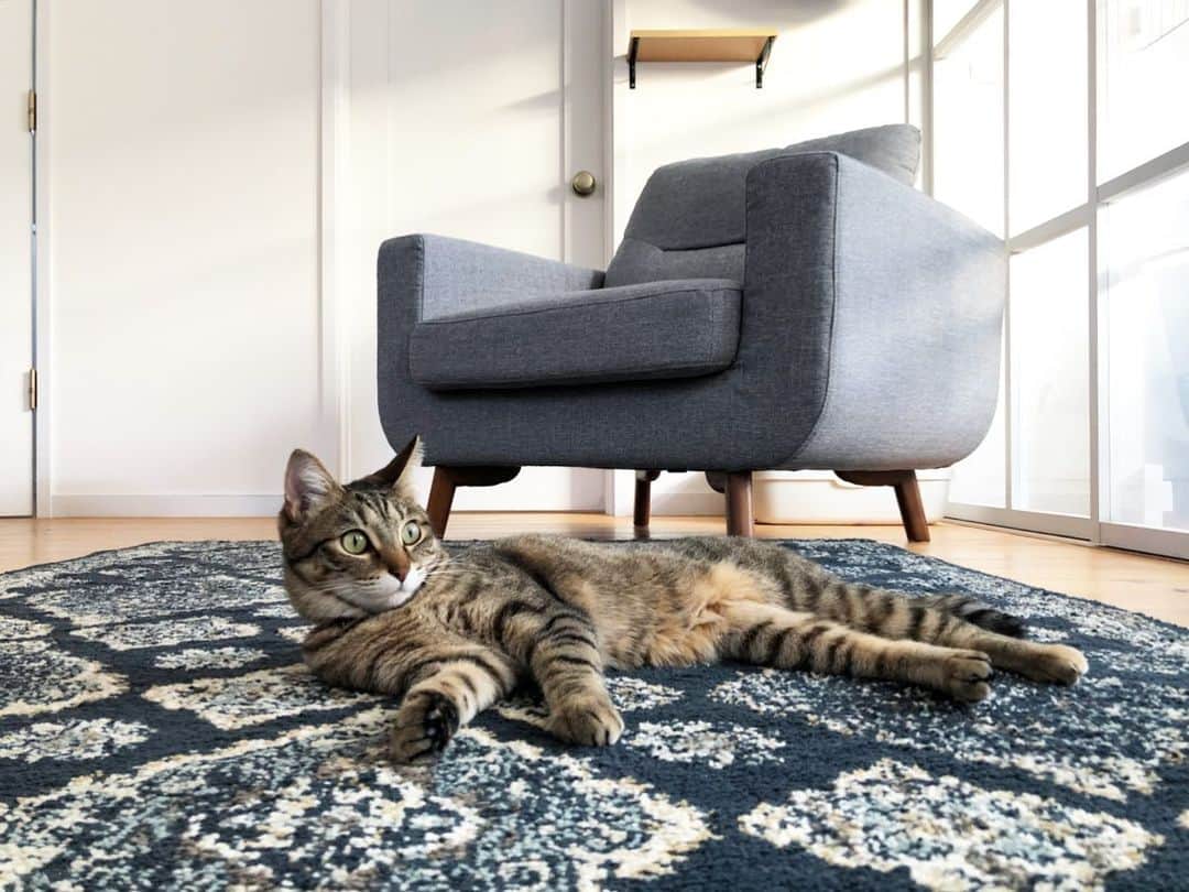 kuuのインスタグラム：「結局のところ  今しかないと重い腰を上げて  ものすごいがんばってつくったキャットステップより  敷いただけの絨毯が一番の人気スポットということ。  #picsart #catstagram #petstagram #instacat #猫 #ねこ部 #ふわもこ部 #にゃんすたぐらむ #ねこのいる生活 #にゃんだふるらいふ #元保護猫 #犬と暮らす #シニア犬 #犬バカ部 #短足部 #house #homestyle #home #マイホーム #ニトリ #instagood #instalike #暮らし #日々 #シンプルライフ」