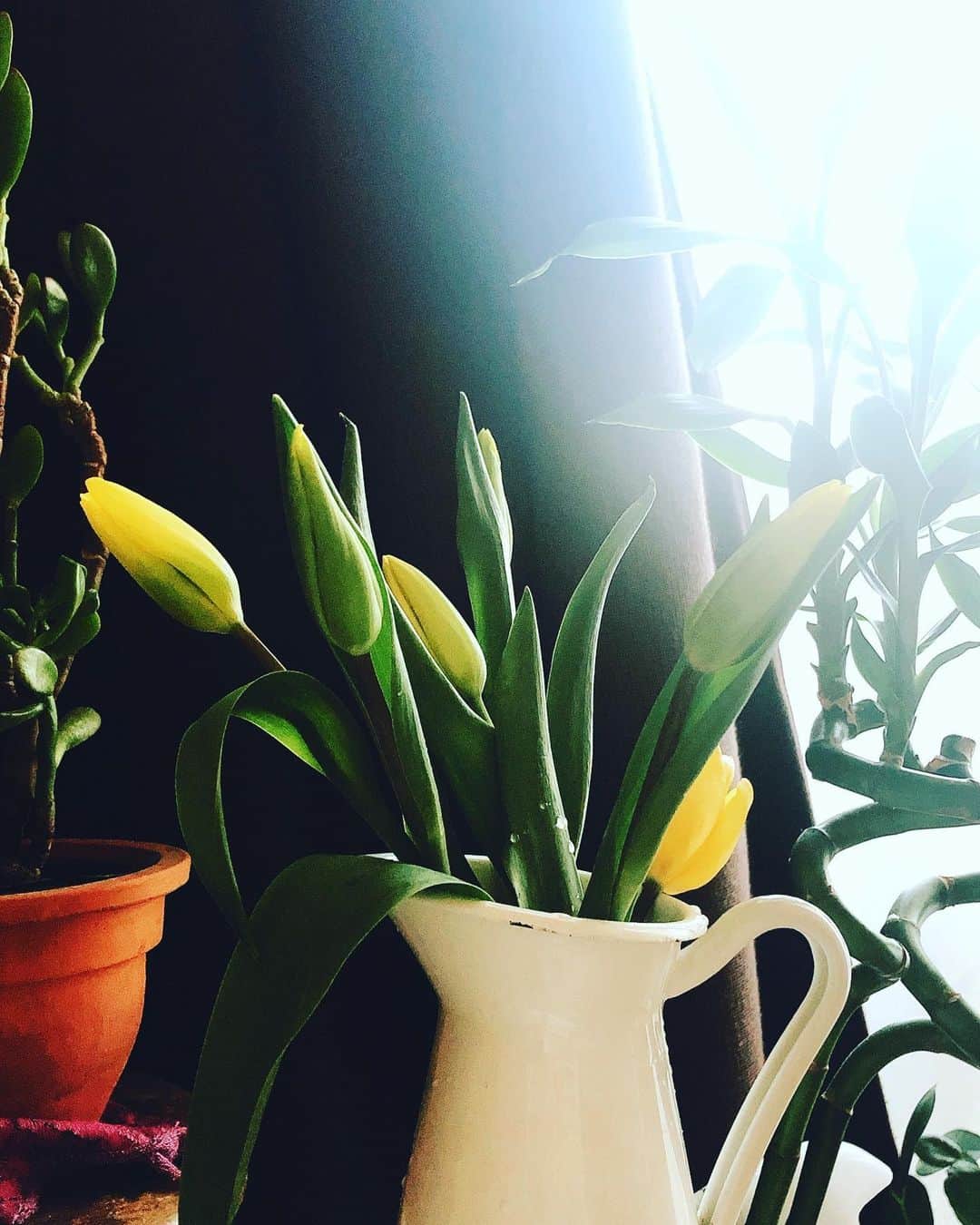 阿部洋子さんのインスタグラム写真 - (阿部洋子Instagram)「⸜🌷︎⸝‍⸜🌷︎⸝‍⸜🌷︎⸝‍ #今日のお花  #flowers  #tulips  #yellow   午前中の野暮用帰りのお散歩で出合った チューリップ⸜🌷︎⸝‍ 黄色で元気になれるかな😌」2月2日 15時08分 - hirocoring
