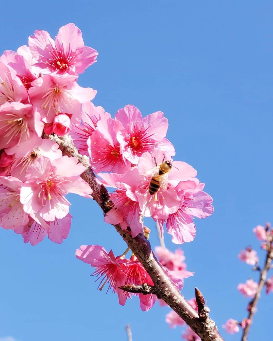 のインスタグラム：「【沖縄】 今年も沖縄では桜が満開に！ 来年は、沖縄ファンの皆さんも現地で桜の花見を楽しめますように♡♡ : #たびらい #tabirai #ローカル旅行 #旅行好き #travelgram #旅行 #旅行好きな人と繋がりたい #travel #沖縄県 #たびらい沖縄 #沖縄 #カメラ女子 #女子旅 #okinawa #観光 #instatrip #桜 #🌸 #花 #flower #お花 #旅行好きと繋がりたい #trip」