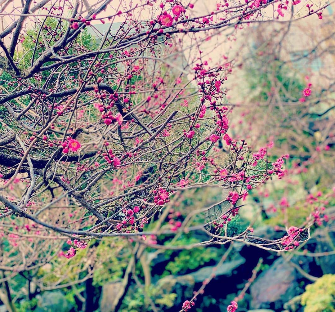 穂川果音さんのインスタグラム写真 - (穂川果音Instagram)「もう少しで綺麗な梅が見れそう♪♪ 今日は、節分！ 新年スタートですね〜✨ 今年の目標、うーん😐どうしよ、、笑笑  　#梅　#ume #春　#お散歩　#節分　#新年」2月2日 15時35分 - hokawakanonn