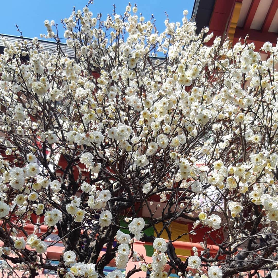 TOKIEさんのインスタグラム写真 - (TOKIEInstagram)「満開だよー。春が待ち遠しい☺️」2月2日 15時41分 - tokieofficial1