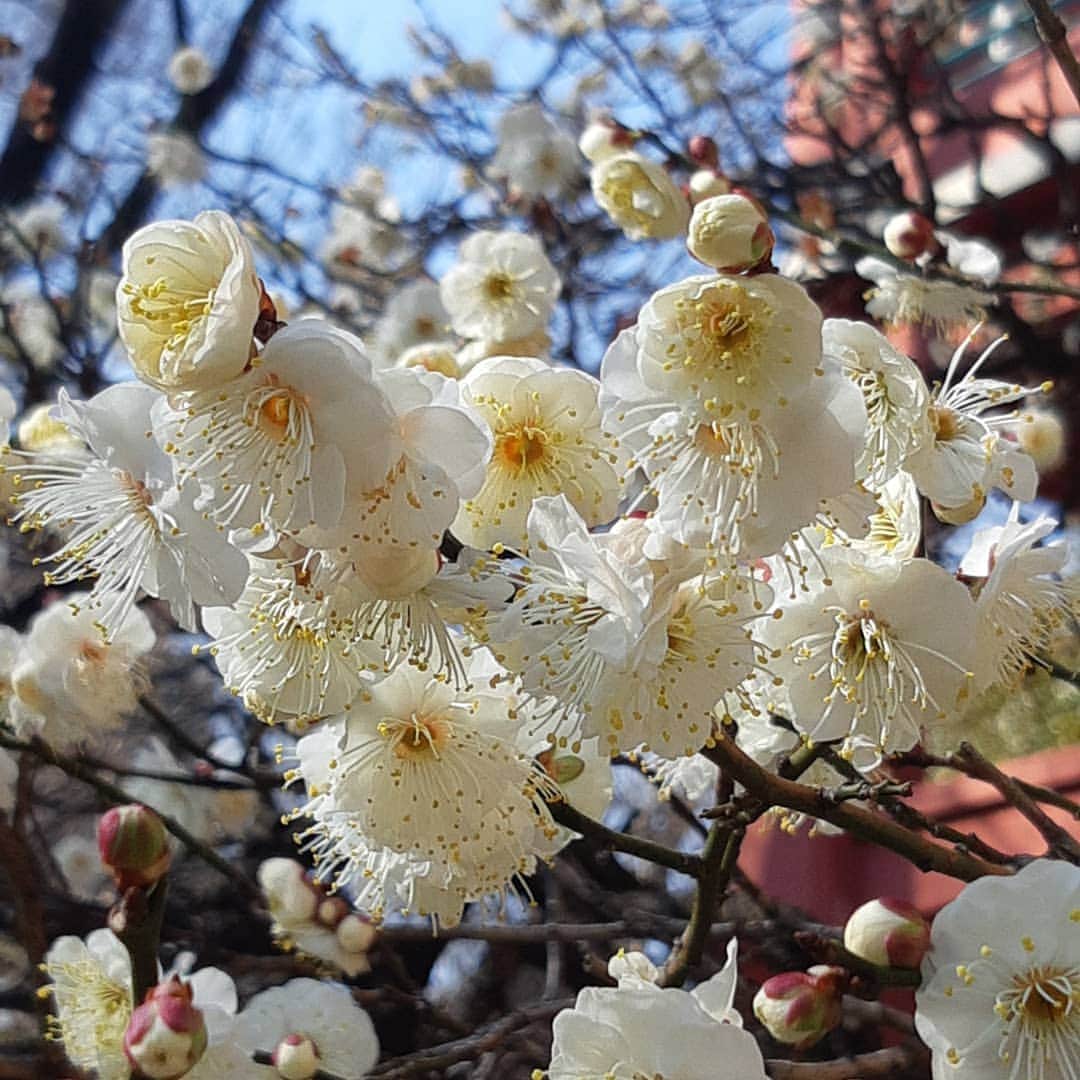 TOKIEさんのインスタグラム写真 - (TOKIEInstagram)「満開だよー。春が待ち遠しい☺️」2月2日 15時41分 - tokieofficial1