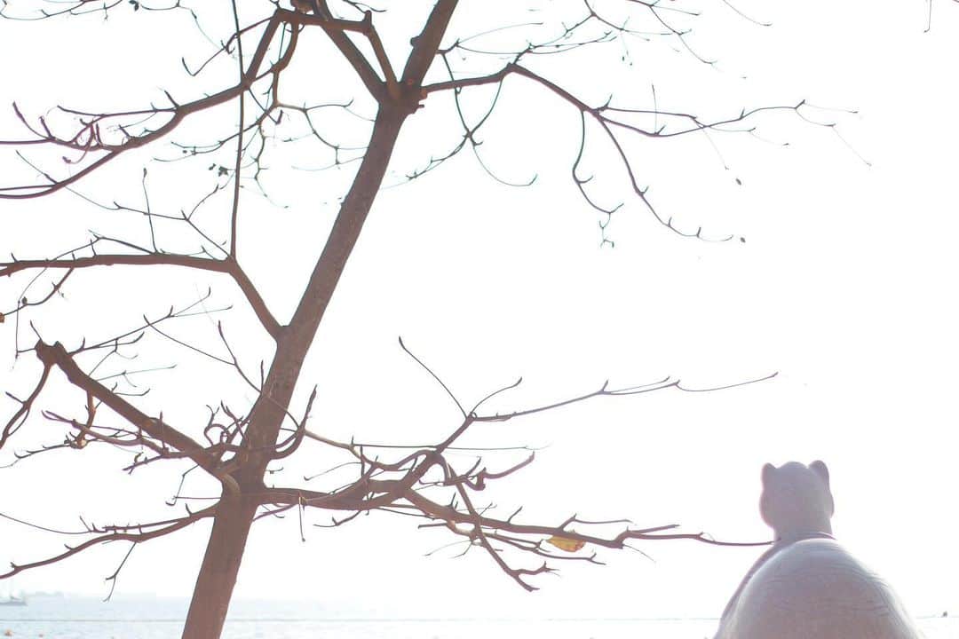 HauTung 巧童在這さんのインスタグラム写真 - (HauTung 巧童在這Instagram)「低頭成龜頸🐢」2月2日 15時57分 - hautunnng