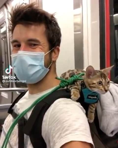 のインスタグラム：「She likes adventures. 😲💪 If you like it pls support with ❤️  Credit: @outdoorbengal For crediting issues, pls DM.  Note: we don’t own this video/picture, all rights go to their respective owners. If owner is not provided, tagged (meaning we couldn’t find who is the owner), pls DM and owner will be tagged shortly after.    #kitty #cats #kitten #kittens #kedi #katze #ネコ #貓 #고양이 #Кот #котэ #котик #кошка #cats #catofinstagram #catlover #catsagram #catlovers #cat_features #catlady」