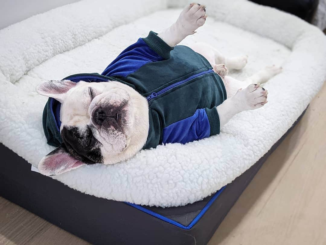 Manny The Frenchieさんのインスタグラム写真 - (Manny The FrenchieInstagram)「Mondays, am I right?! @frenchie_bulldog」2月2日 7時43分 - manny_the_frenchie