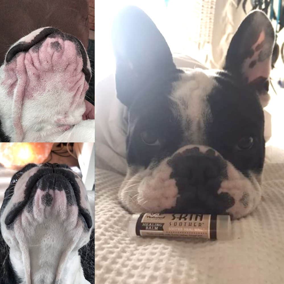 Regeneratti&Oliveira Kennelさんのインスタグラム写真 - (Regeneratti&Oliveira KennelInstagram)「This stuff is the ultimate healing balm for dogs. If your pup gets a rash, wound, hot spot, bug bite, itchy skin, etc. this balm will heal it in literal DAYS. What's even better is that Skin Soother is made with only 100% natural & pet-safe ingredients, so you don’t have to worry if your dog licks some. Definitely a pup-aid-kit essential! • • • ⭐ SAVE 20% off @naturaldogcompany with code JMARCOZ at NaturalDog.com  worldwide shipping  ad 📷: @guapo_thefrenchbulldog  @__mustlovedogs . . . . . . #frenchiepetsupply #frenchiesofinsta #pugsofinsta #frenchbulldog #frenchiesofinstagram #pug #frenchies #reversibleharness #frenchiehoodie #thedodo #frenchieharness #dogclothes #dogharness #frenchiegram #dogsbeingbasic #frenchieoftheday #instafrenchie #bulldogs #dogstagram #frenchievideo #cutepetclub #bestwoof #frenchies1 #ruffpost #bostonterrier #bostonsofig #animalonearth #dog」2月2日 8時03分 - jmarcoz