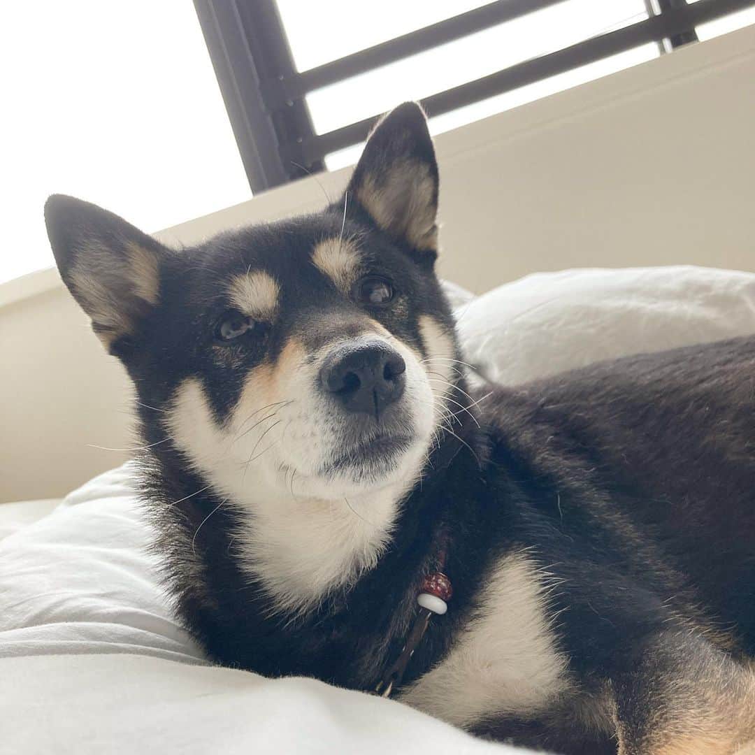 vo_coのインスタグラム：「🐾 「お散歩行く？」 って聞いたらこの顔 ＊ #shibastagram #instashiba #shiba #shibainu #黒柴 #柴犬」