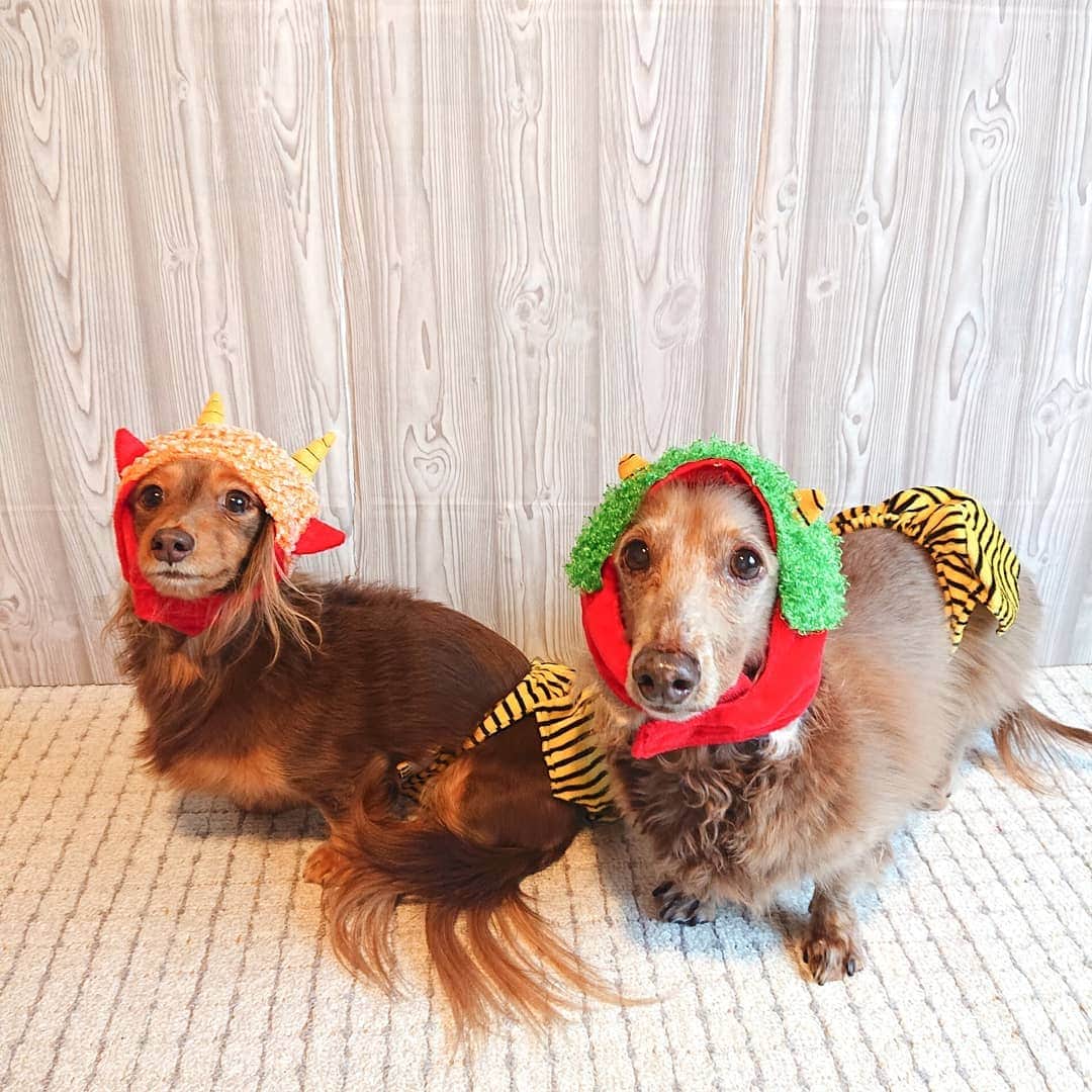 くるみんのインスタグラム：「* 今日は124年ぶりの2月2日の節分👹なんですって  #ミニチュアダックスフンド #ミニチュアダックスフント #ミニチュアダックス #イザベラタン #イザベラ #カニンヘンダックスフント #カニンヘン #カニンヘンダックス #カニンヘンダックスフンドの日常 #カニンヘンの会 #カニンヘンダックスフンド #チョコタンダックスフント #チョコタンダックスフンド #チョコタンダックス #チョコタン #ダックスlove #ダックス多頭飼い #ダックスフント #ダックスフンドカニンヘン #ダックス部 #ダックス大好き #ダックスフンド #ダックス #いぬばか部 #いぬすたぐらむ #短足部 #節分 #all_dog_japan #east_dog_japan #dachshundgram」