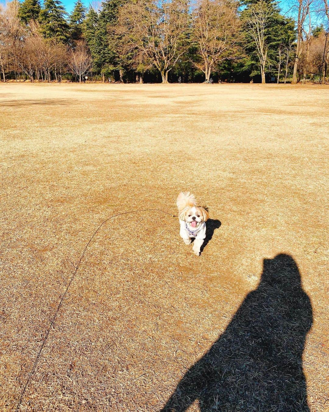 倉田雅世のインスタグラム：「おはようございます。 火曜日。節分ですね。 鬼は外、福はうち。 世の中の大変なことが少しでも立ち去り、いいことがみんなのそばにありますように。 わんこは、お外もおうちも好きです。 #124年ぶりの2月2日の節分  #恵方は南南東」