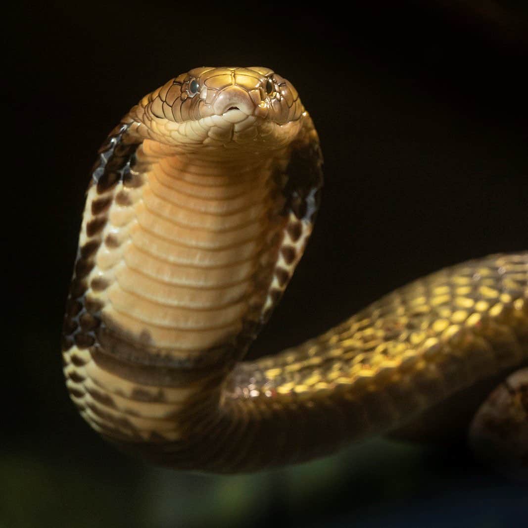 San Diego Zooさんのインスタグラム写真 - (San Diego ZooInstagram)「Sssnakes get a bad rap, but of the nearly 3,000 different snake species, only about 15% are dangerous to humans. More people are struck by lightning than are bitten by venomous snakes. #SerpentDay #Snakestagram #SnakesOfInstagram  Left to right: short-nosed vine snake yellow blotched palm viper West African green mamba Western Gaboon viper Chinese banded cobra timber rattlesnake banded rock rattlesnake green tree python」2月2日 8時48分 - sandiegozoo