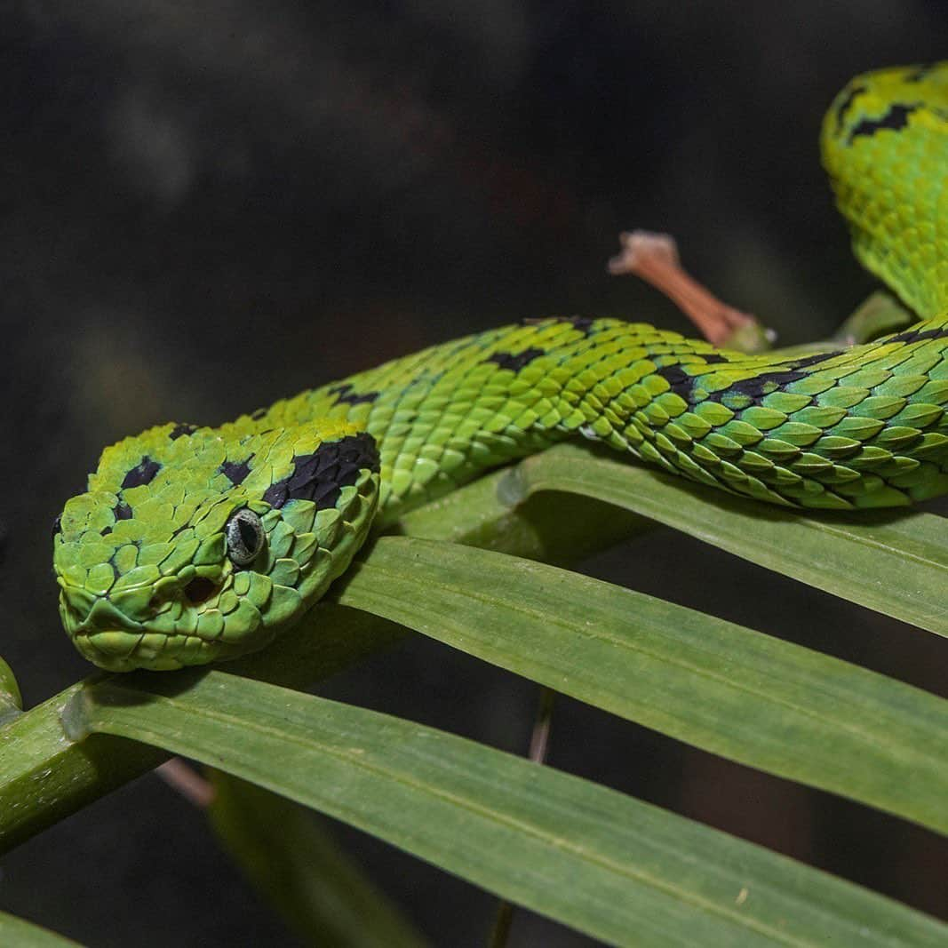 San Diego Zooさんのインスタグラム写真 - (San Diego ZooInstagram)「Sssnakes get a bad rap, but of the nearly 3,000 different snake species, only about 15% are dangerous to humans. More people are struck by lightning than are bitten by venomous snakes. #SerpentDay #Snakestagram #SnakesOfInstagram  Left to right: short-nosed vine snake yellow blotched palm viper West African green mamba Western Gaboon viper Chinese banded cobra timber rattlesnake banded rock rattlesnake green tree python」2月2日 8時48分 - sandiegozoo