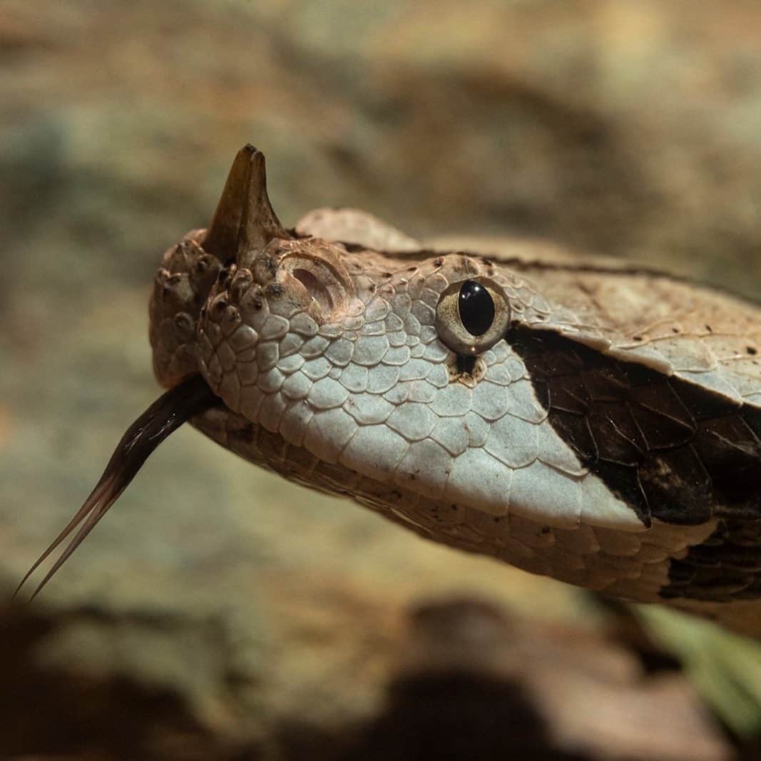 San Diego Zooさんのインスタグラム写真 - (San Diego ZooInstagram)「Sssnakes get a bad rap, but of the nearly 3,000 different snake species, only about 15% are dangerous to humans. More people are struck by lightning than are bitten by venomous snakes. #SerpentDay #Snakestagram #SnakesOfInstagram  Left to right: short-nosed vine snake yellow blotched palm viper West African green mamba Western Gaboon viper Chinese banded cobra timber rattlesnake banded rock rattlesnake green tree python」2月2日 8時48分 - sandiegozoo