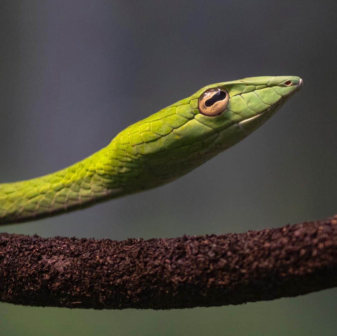 San Diego Zooさんのインスタグラム写真 - (San Diego ZooInstagram)「Sssnakes get a bad rap, but of the nearly 3,000 different snake species, only about 15% are dangerous to humans. More people are struck by lightning than are bitten by venomous snakes. #SerpentDay #Snakestagram #SnakesOfInstagram  Left to right: short-nosed vine snake yellow blotched palm viper West African green mamba Western Gaboon viper Chinese banded cobra timber rattlesnake banded rock rattlesnake green tree python」2月2日 8時48分 - sandiegozoo