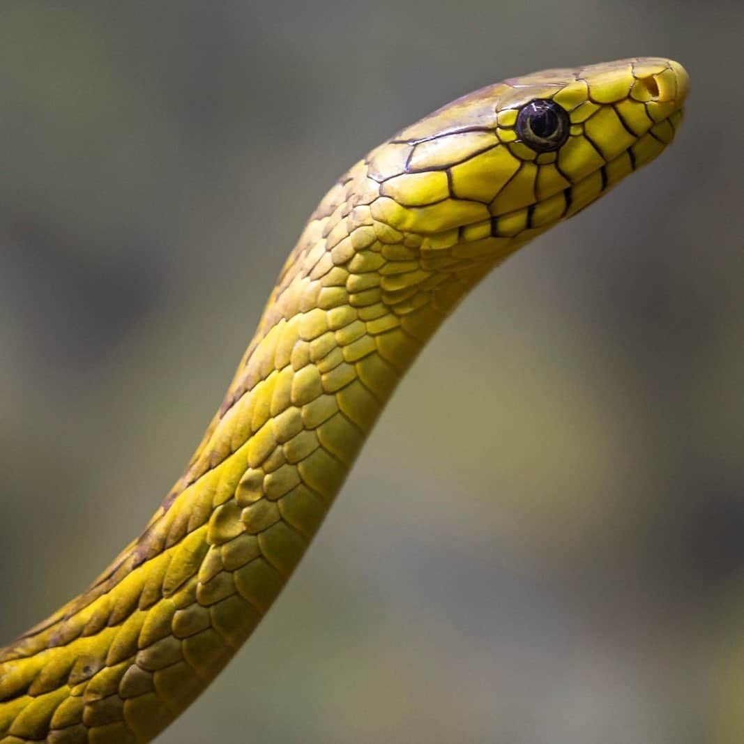 San Diego Zooさんのインスタグラム写真 - (San Diego ZooInstagram)「Sssnakes get a bad rap, but of the nearly 3,000 different snake species, only about 15% are dangerous to humans. More people are struck by lightning than are bitten by venomous snakes. #SerpentDay #Snakestagram #SnakesOfInstagram  Left to right: short-nosed vine snake yellow blotched palm viper West African green mamba Western Gaboon viper Chinese banded cobra timber rattlesnake banded rock rattlesnake green tree python」2月2日 8時48分 - sandiegozoo