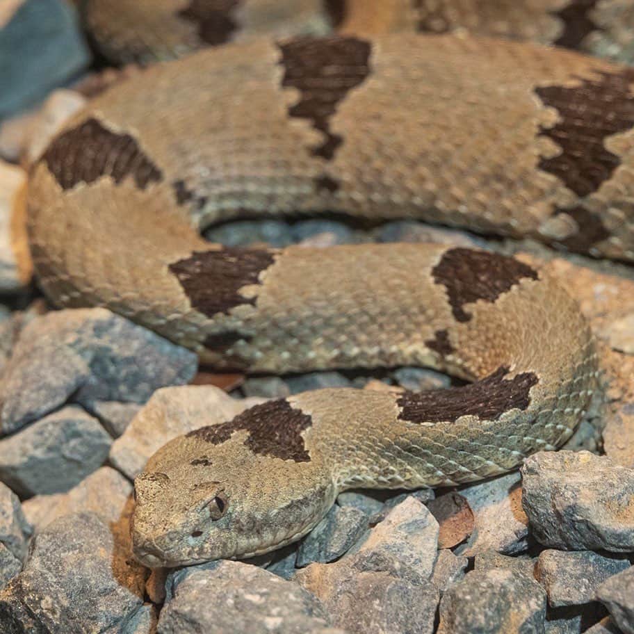 San Diego Zooさんのインスタグラム写真 - (San Diego ZooInstagram)「Sssnakes get a bad rap, but of the nearly 3,000 different snake species, only about 15% are dangerous to humans. More people are struck by lightning than are bitten by venomous snakes. #SerpentDay #Snakestagram #SnakesOfInstagram  Left to right: short-nosed vine snake yellow blotched palm viper West African green mamba Western Gaboon viper Chinese banded cobra timber rattlesnake banded rock rattlesnake green tree python」2月2日 8時48分 - sandiegozoo