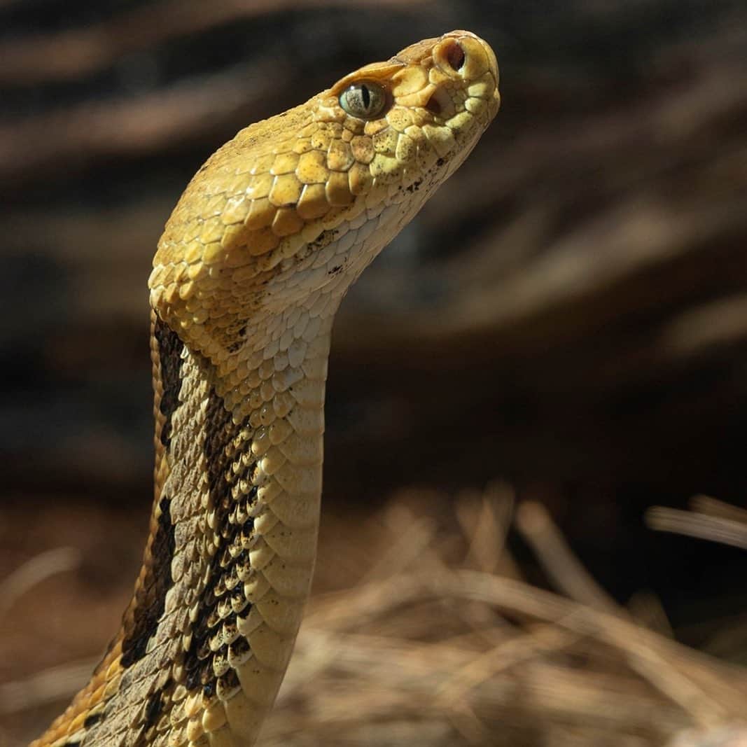 San Diego Zooさんのインスタグラム写真 - (San Diego ZooInstagram)「Sssnakes get a bad rap, but of the nearly 3,000 different snake species, only about 15% are dangerous to humans. More people are struck by lightning than are bitten by venomous snakes. #SerpentDay #Snakestagram #SnakesOfInstagram  Left to right: short-nosed vine snake yellow blotched palm viper West African green mamba Western Gaboon viper Chinese banded cobra timber rattlesnake banded rock rattlesnake green tree python」2月2日 8時48分 - sandiegozoo
