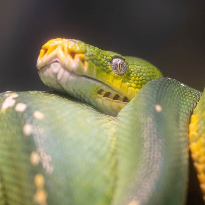 San Diego Zooさんのインスタグラム写真 - (San Diego ZooInstagram)「Sssnakes get a bad rap, but of the nearly 3,000 different snake species, only about 15% are dangerous to humans. More people are struck by lightning than are bitten by venomous snakes. #SerpentDay #Snakestagram #SnakesOfInstagram  Left to right: short-nosed vine snake yellow blotched palm viper West African green mamba Western Gaboon viper Chinese banded cobra timber rattlesnake banded rock rattlesnake green tree python」2月2日 8時48分 - sandiegozoo